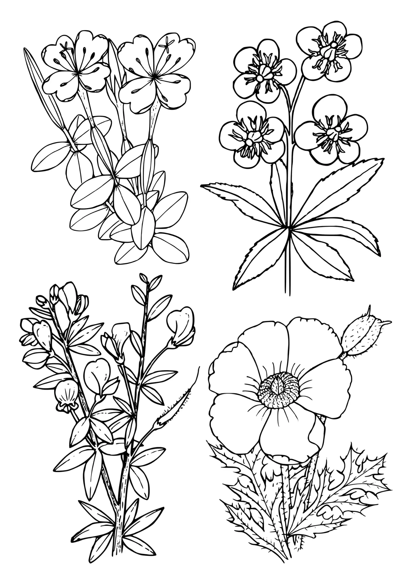 Free Printable Flowers Coloring Page